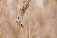 Sykorice vousata - Panurus biarmicus - Bearded Reedling o8541